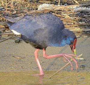 Purple Swamphen
