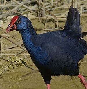 Purple Swamphen