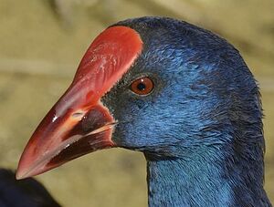 Purple Swamphen