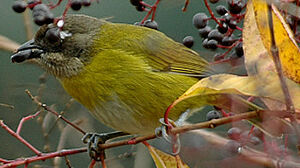 Common Bush Tanager