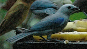 Blue-grey Tanager