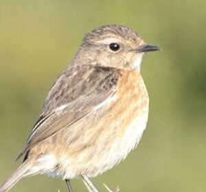 European Stonechat 
&copy; Georges Olioso