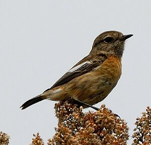 European Stonechat 
&copy; Georges Olioso