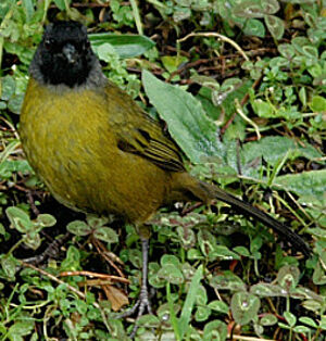 Large-footed Finch