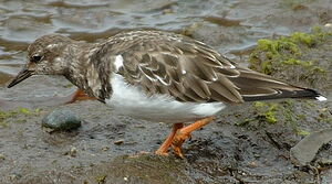 Ruddy Turnstone