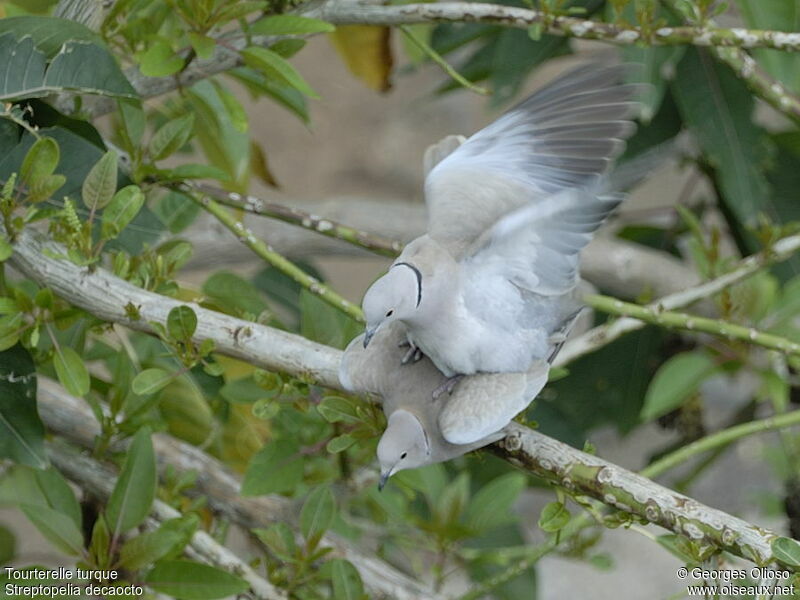 Eurasian Collared Dove adult breeding, identification, Reproduction-nesting, Behaviour