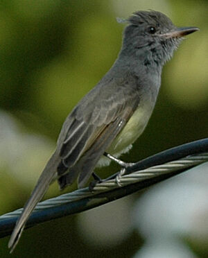 Panamanian Flycatcher