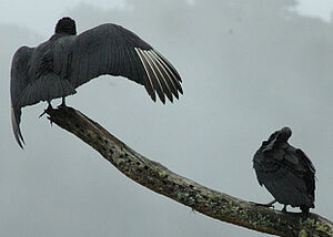 Black Vulture