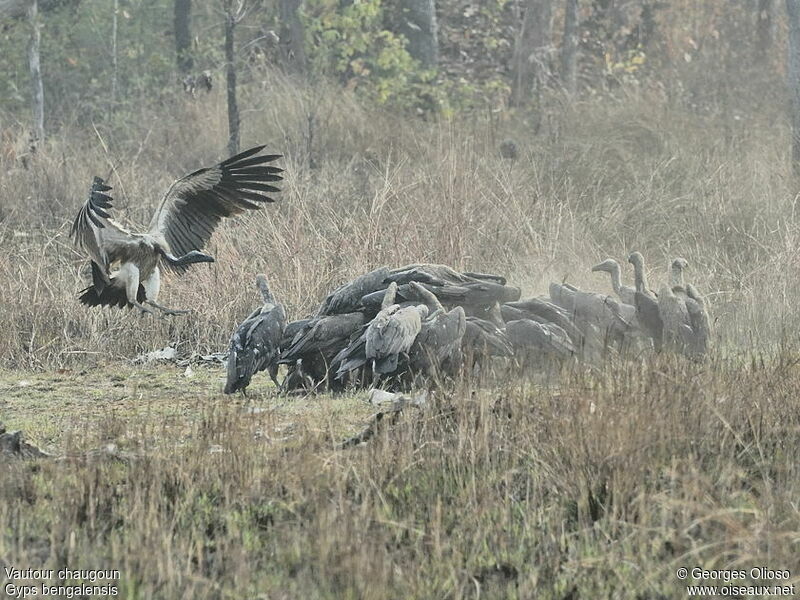 White-rumped Vulture, identification, Flight, feeding habits, Behaviour