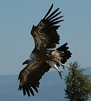 Vautour fauve