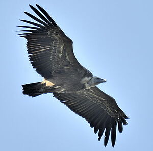 Griffon Vulture