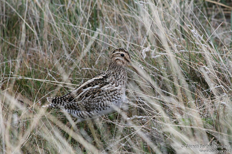 South American Snipe