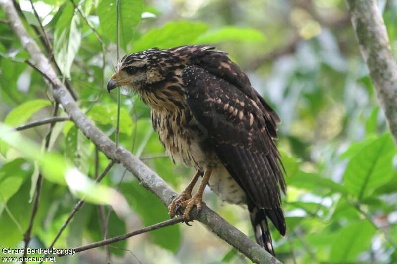 Common Black Hawkjuvenile, identification