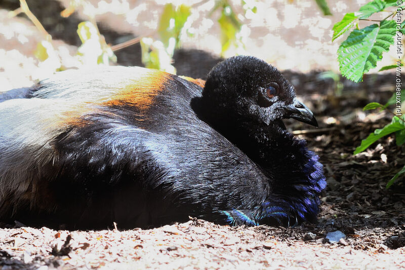 Grey-winged Trumpeter, close-up portrait