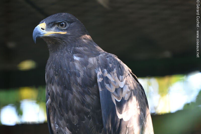 Steppe Eagle, identification
