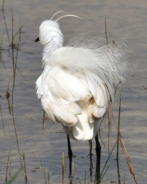 Little Egret 
&copy; G�rard Cuchet