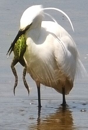 Little Egret 
&copy; G�rard Cuchet