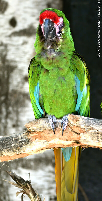 Military Macaw, close-up portrait