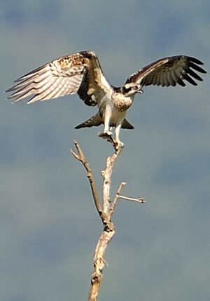 Western Osprey 
&copy; G�rard Cuchet