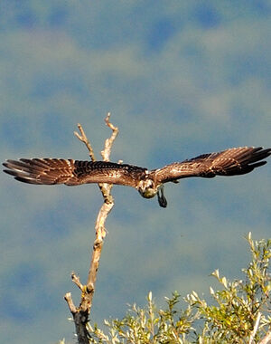Western Osprey 
&copy; G�rard Cuchet