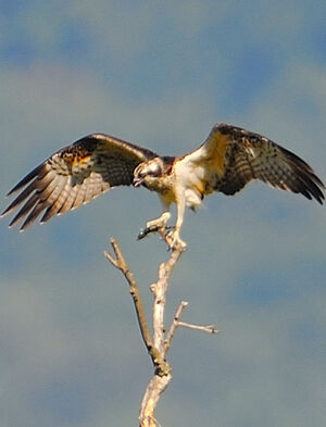 Western Osprey 
&copy; G�rard Cuchet