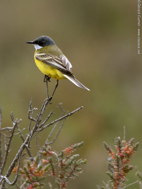 Western Yellow Wagtail (cinereocapilla), identification, close-up portrait
