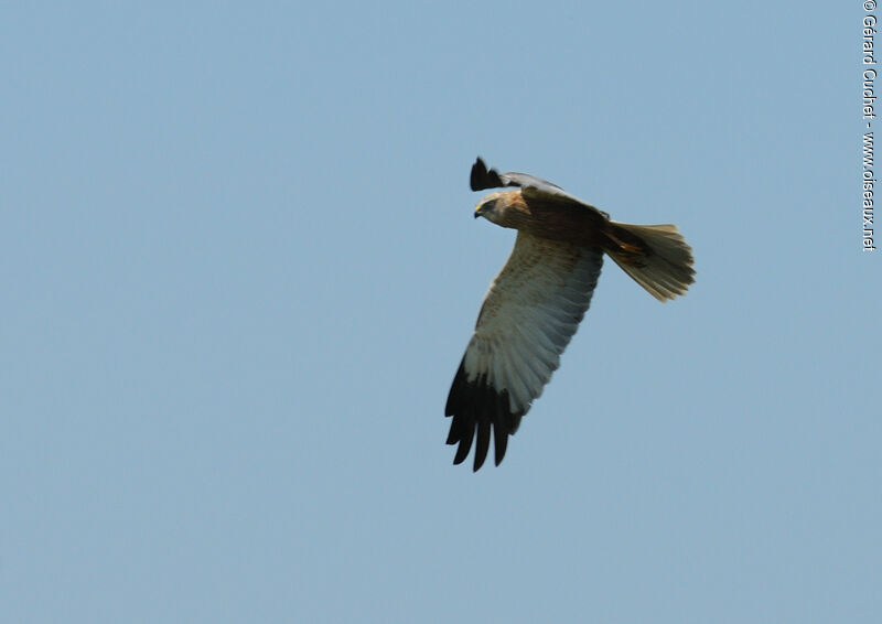 Western Marsh Harrier, Flight