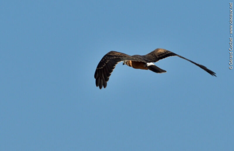 Hen Harrier female, Flight