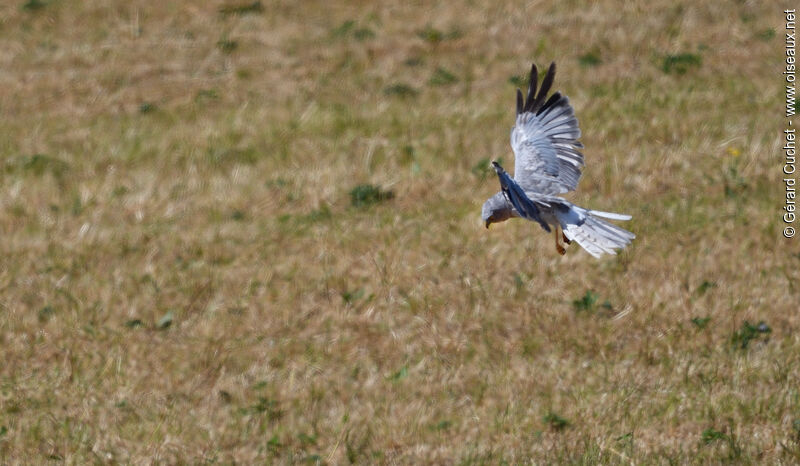 Hen Harrier male, Flight
