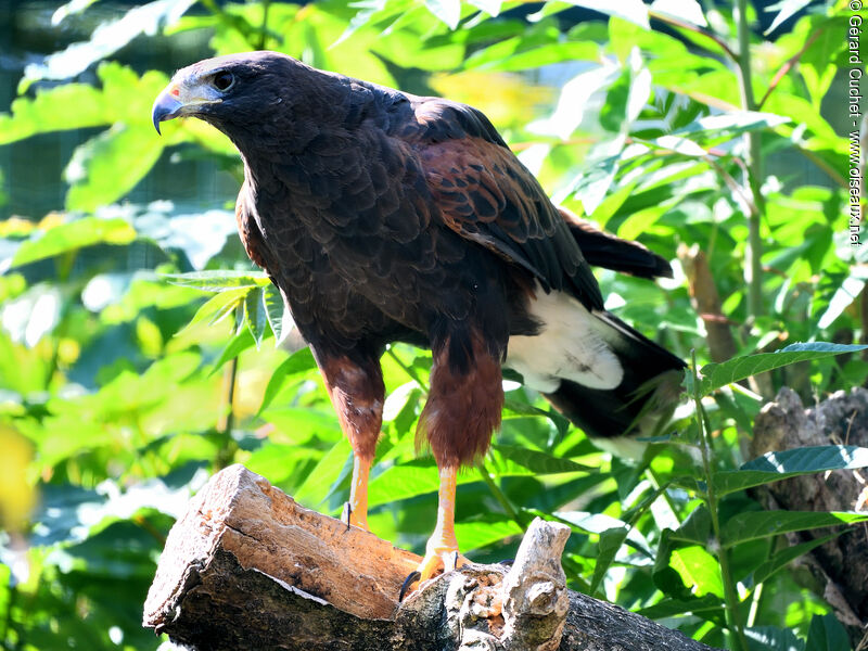 Harris's Hawk, identification