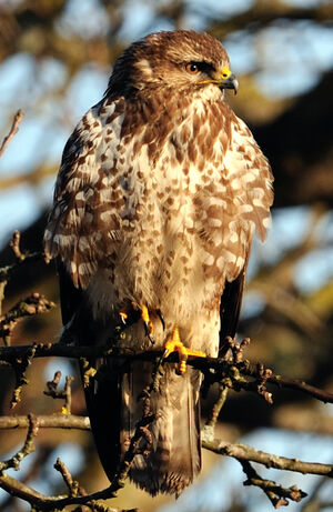 Buse variable 
&copy; G�rard Cuchet