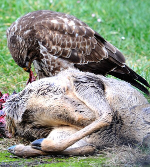 Buse variable 
&copy; G�rard Cuchet