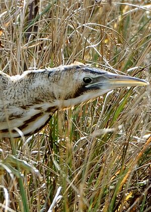 Eurasian Bittern