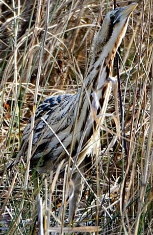 Eurasian Bittern
