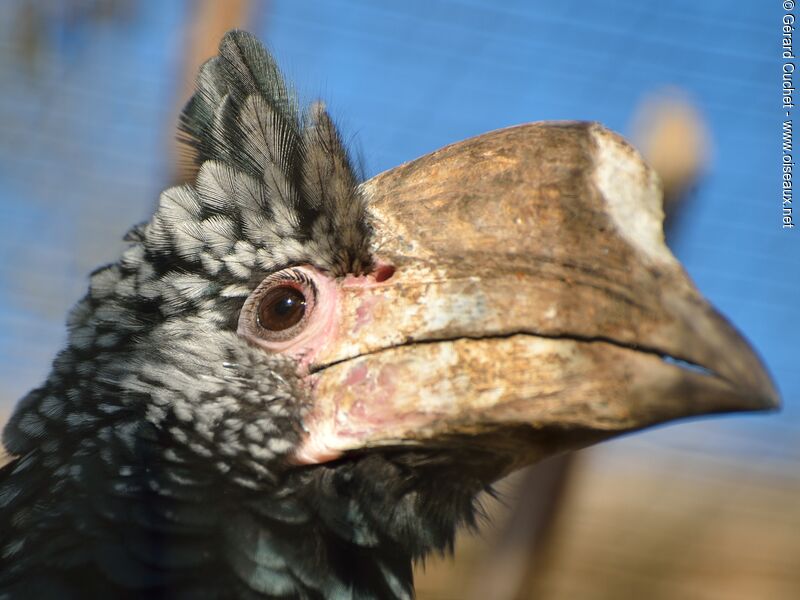 Silvery-cheeked Hornbill female