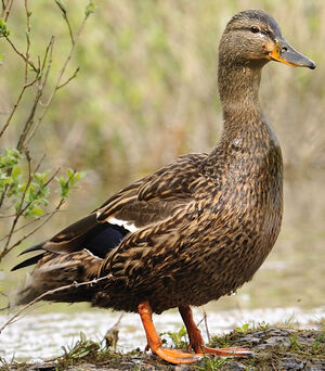 Canard colvert 
&copy; G�rard Cuchet