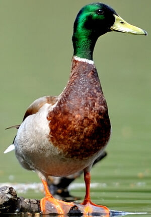 Canard colvert 
&copy; G�rard Cuchet
