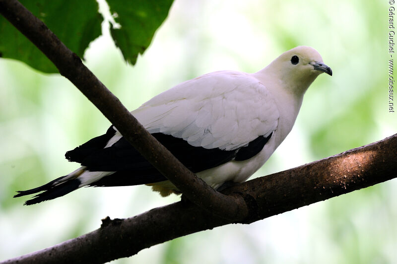 Pied Imperial Pigeon, identification