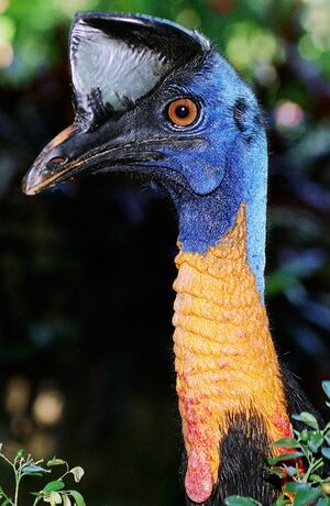 Northern Cassowary