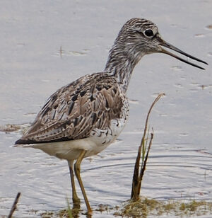 Common Greenshank 
&copy; G�rard Cuchet
