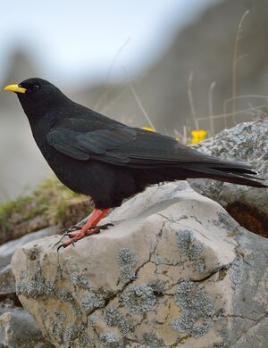 Alpine Chough