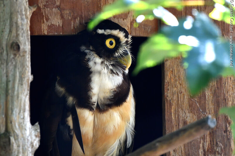 Spectacled Owl, close-up portrait