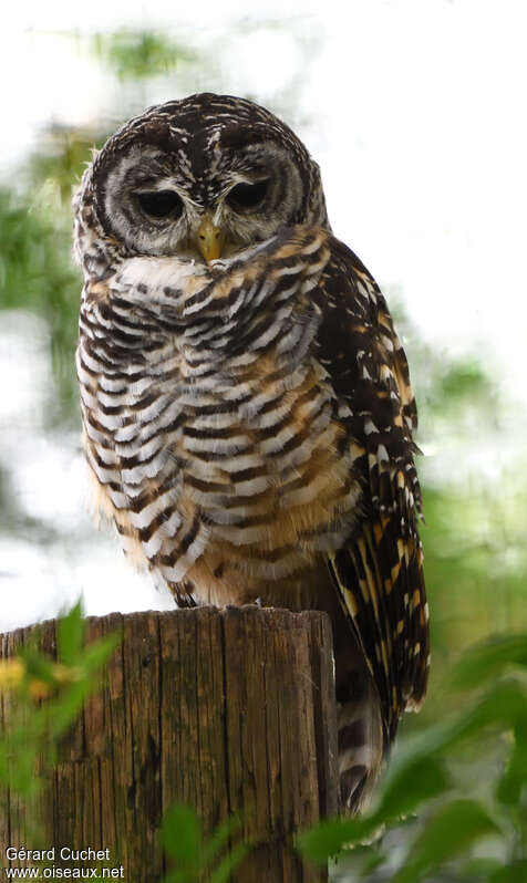 Rufous-legged Owl, identification