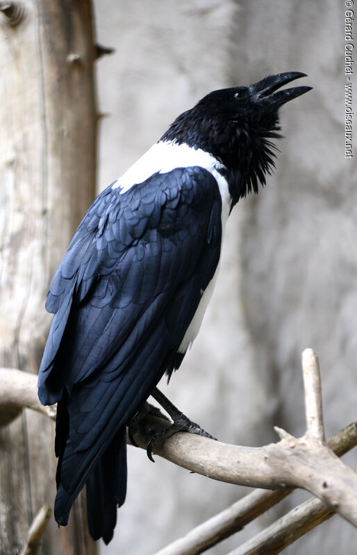 Pied Crow, identification