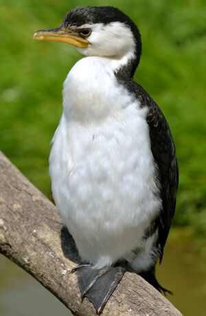 Little Pied Cormorant