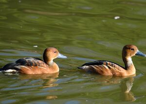 Dendrocygne fauve