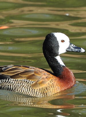 Dendrocygne veuf