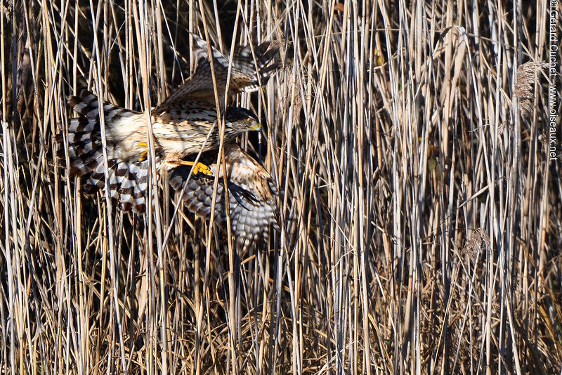 Eurasian Sparrowhawk, Flight, fishing/hunting