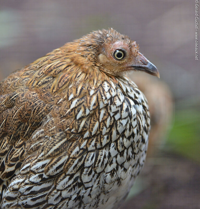 Cheer Pheasant, close-up portrait