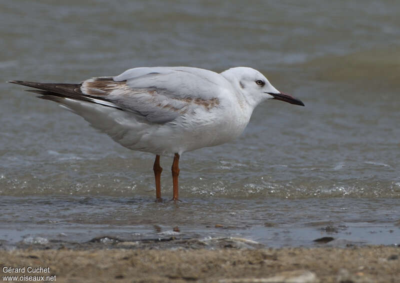 Slender-billed GullSecond year, identification